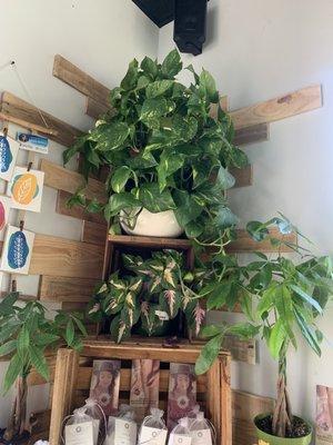 Bought the Pothos on the top self.