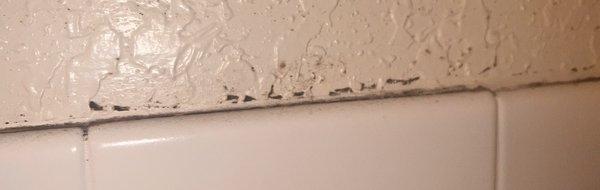 Mold in the bathroom walls.