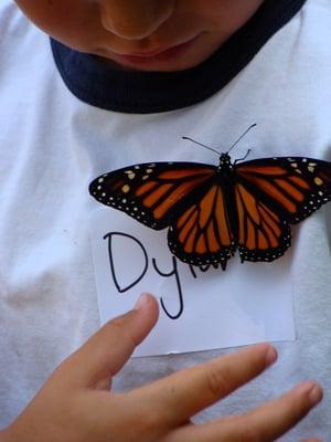 Monarch butterfly enjoying a little boy's shirt