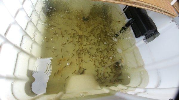 We also carry live Mud Minnows in Medium and Large Size