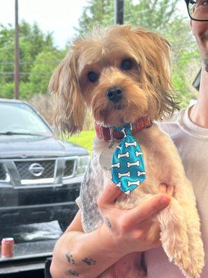 Godie's very first puppy groom!