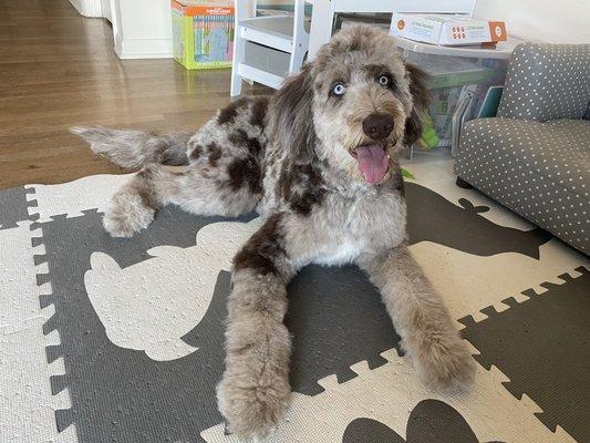 After his full groom with a shorter cut for spring