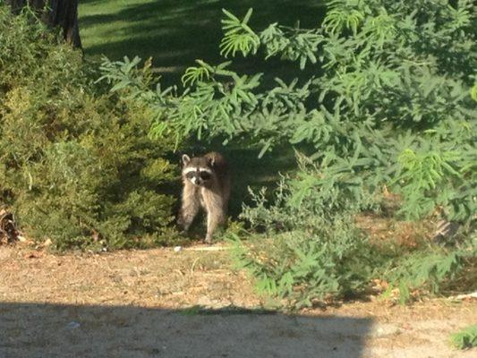 Male Racoon, La Quinta Ca.