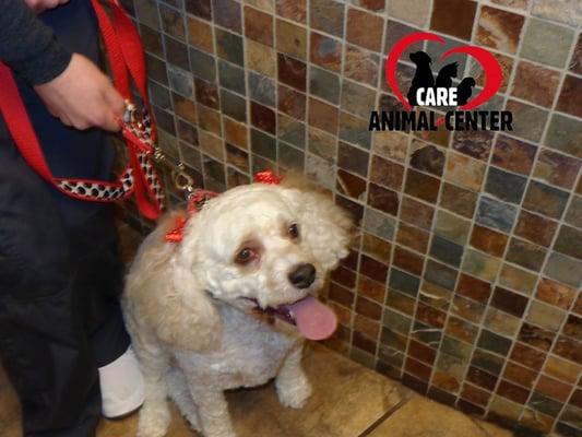 This is Barb Wilison's cockapoo Ozzy who just got groomed by Lori!