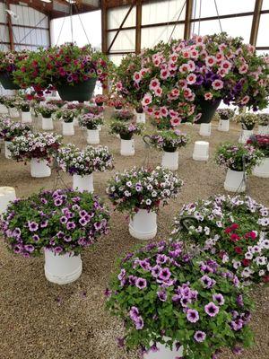 GIGANTIC hanging baskets in all colors.