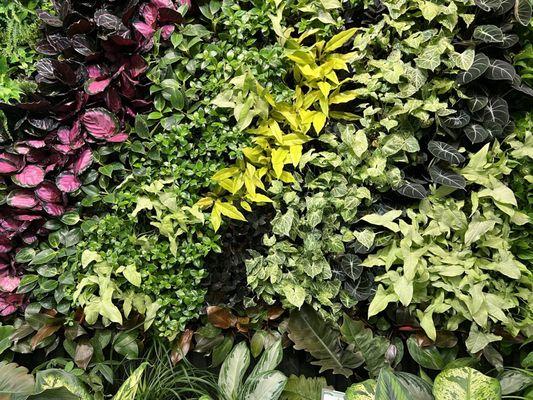 Living wall