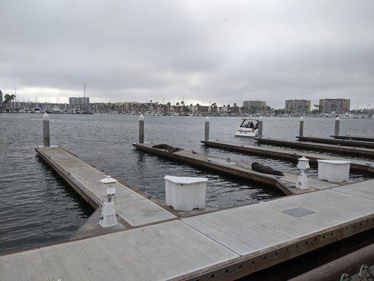 There are sea lions here and there along the way and interesting yachts as well.