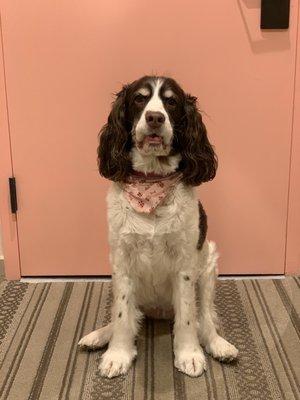 Our English Springer Spaniel Lola