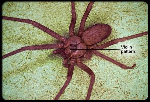 Brown Recluse, Fiddleback spider