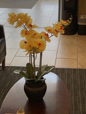 Yellow orchid plant