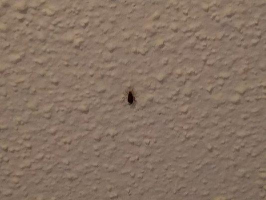 another cockroach on the ceiling