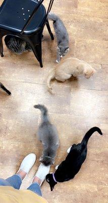 Crooked Tail Cat Cafe