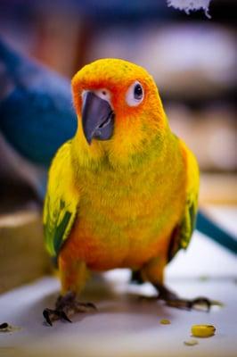 Sun Conure Baby