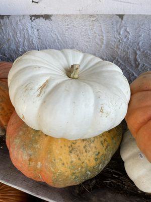 Bob's has these cool white pumpkins that are apparently stackable