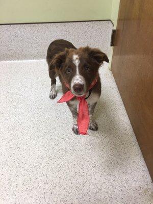 Got a stress reducing bandana with pheromones!! And lots of treats