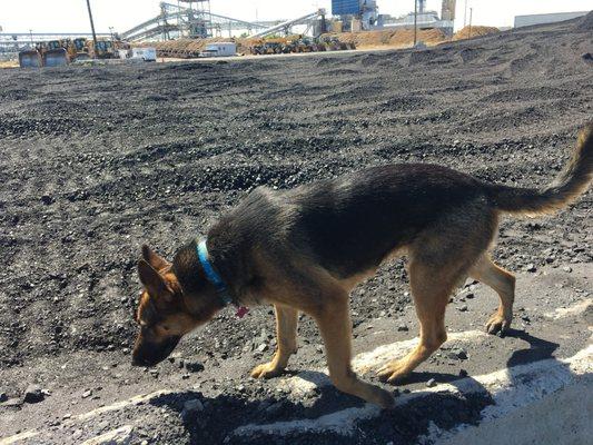 Maggie She is surveying the coal pile to see how many tons are remaining in the pile