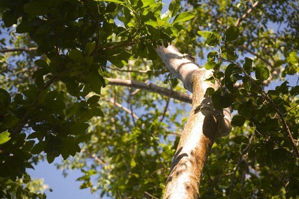 Gumbo Limbo Tree