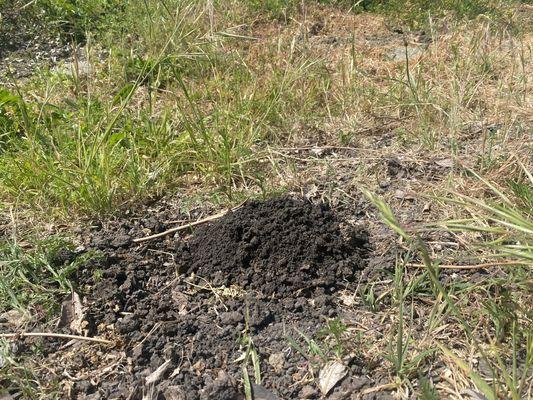 Fresh Gopher activity!