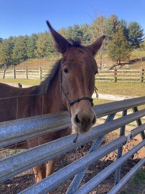 Friendly horse