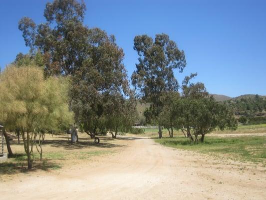 Tall Beautiful Trees - Santa Clarita/Los Angeles Film Location