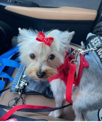 Coco after grooming she knows she's a pretty girl.