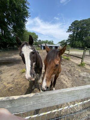 Bigsby and Vinny always on guard watching everyone at the farm.