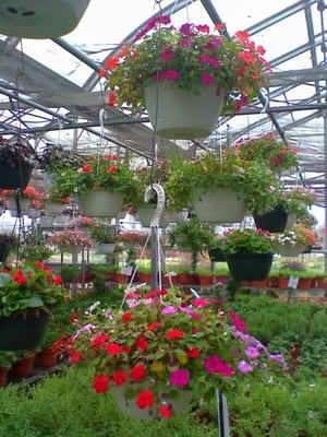 Our 10,000 sq ft greenhouse is a wonderful way of shopping indoors.