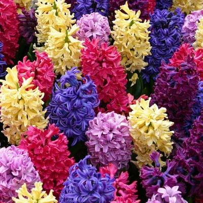 Fresh Flowers, creative designs retail quality and wholesale prices.