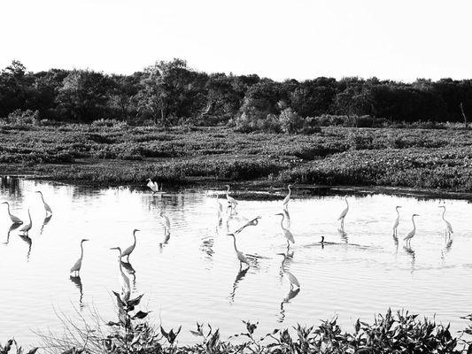 Friends of Hagerman National Wildlife Refuge