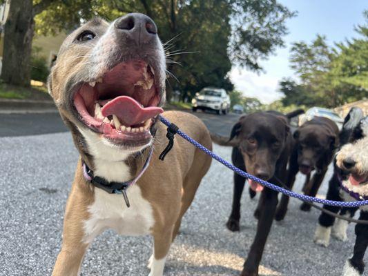 Happy dogs on a walk