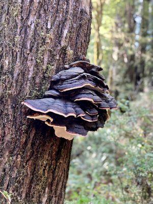 Giant mushrooms