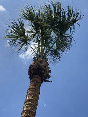 AFTER: The "Confederate Jasmine" palm with a few additional fronds left on to provide shade to protect the crown.