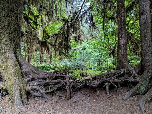 Hall of Mosses Trail | Instagram: @telephonesmoothie