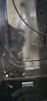 Rat feces found in my stove after they moved it back in.  They stored it in a fashion that allowed rats to get into it.