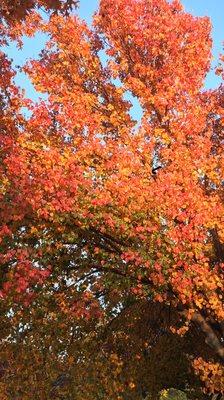 The trees outside the office were brilliant this fall!