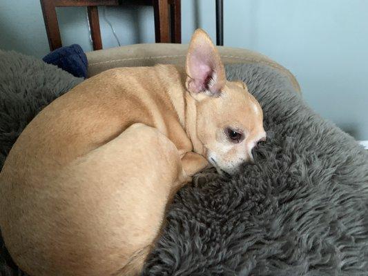 Izzy napping on his fluffy pillow