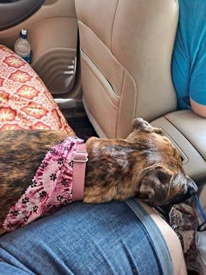 This is Daisy on the way home. Doggie Junction gave her the new bandana (a huge plus that it matches her collar).