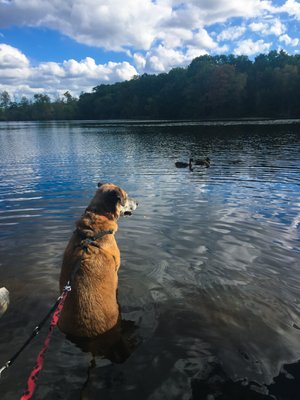 Horn Pond