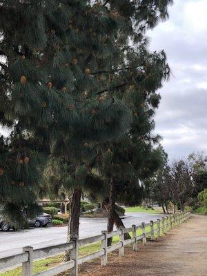 Trail lined with pines