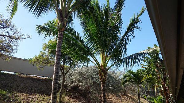 Tree Maintenance Oahu