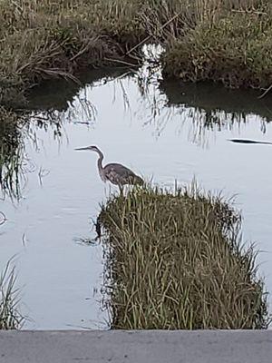 Egret at the Redwoods.