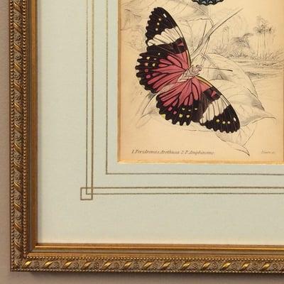 Hand-painted French lines for an original Audubon print