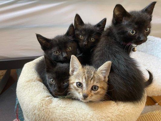 Some of our fosters!