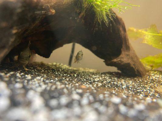 Male and female apistogramma