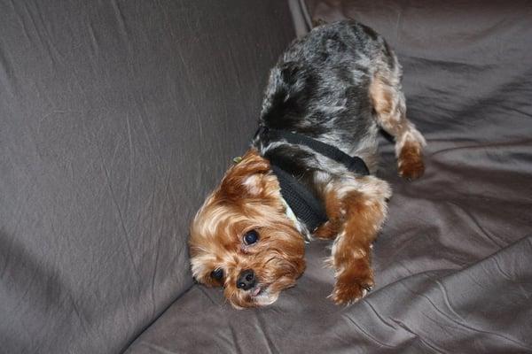 Bradley with his new summer cut. He was looking like a mop prior to this, you couldn't even see his eyes.