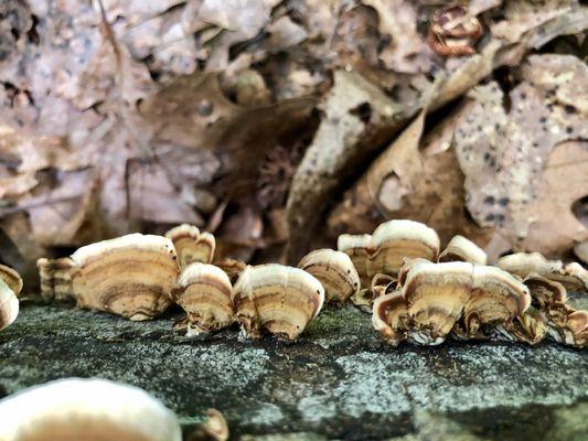 Turkey tail