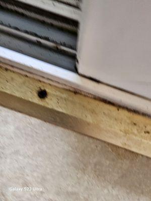 Water leaks and black mold