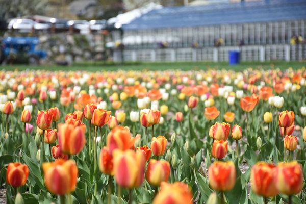 POV: You're picking tulips at Wilson Farm.