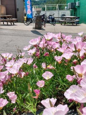 primroses and bike parking at The Betsy Shoppe & Bistro