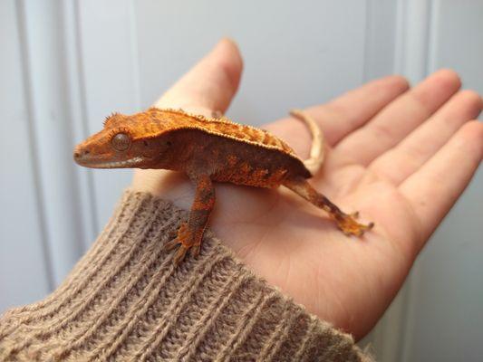 Baby Crested Gecko